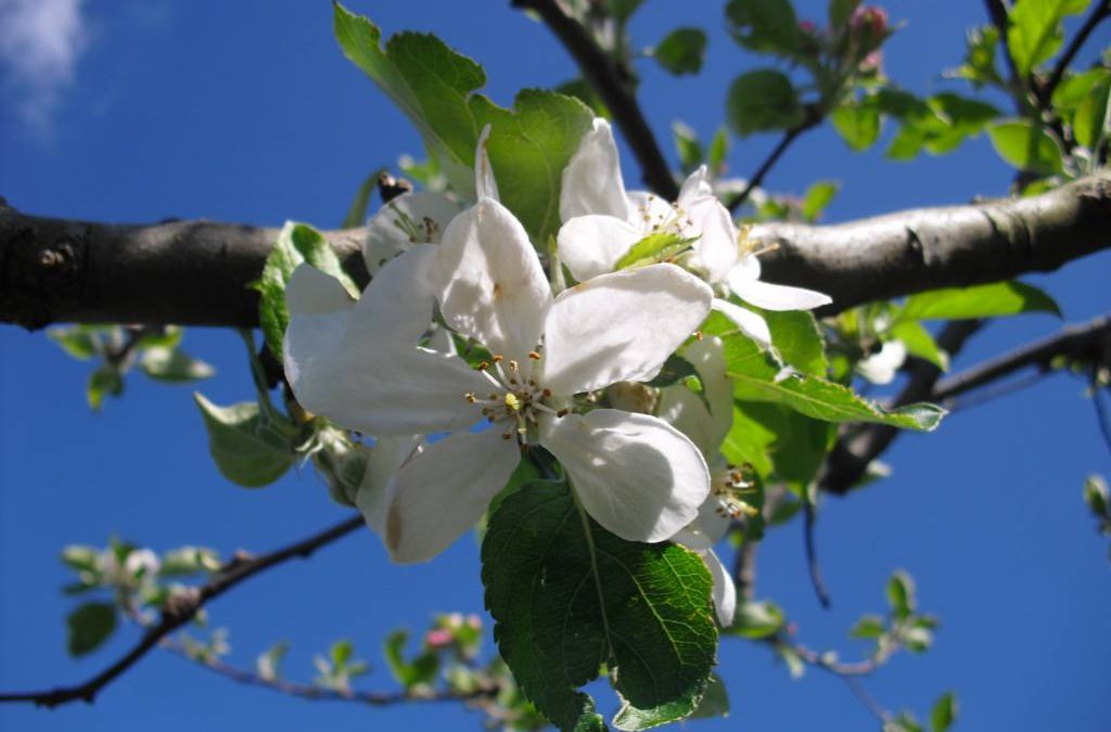 Exposición de fotografías «Ovejas en los pastos y manzanos en flor».