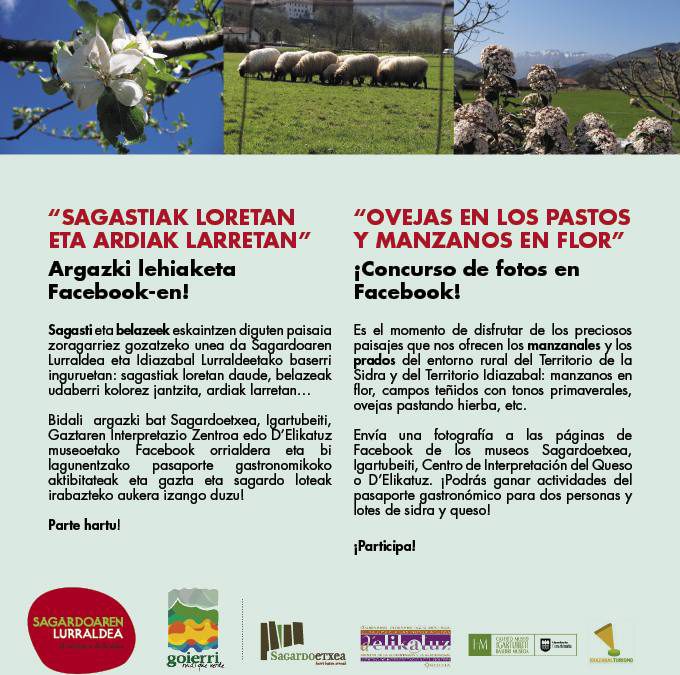 “Ovejas en los pastos y manzanos en flor”, concurso de fotografía en Facebook