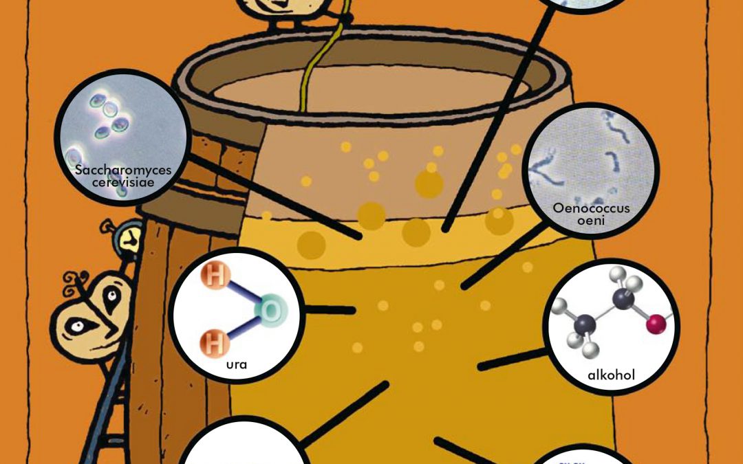 SAGARDOAREN HIZTEGIA: El mosto durante la fermentación (Parte 2).