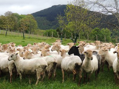 Quesería Adarrazpi, Sagardoetxea y comida en sidrería