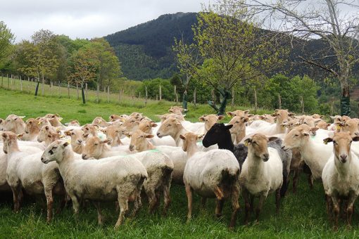 Quesería Adarrazpi, Sagardoetxea y comida en sidrería